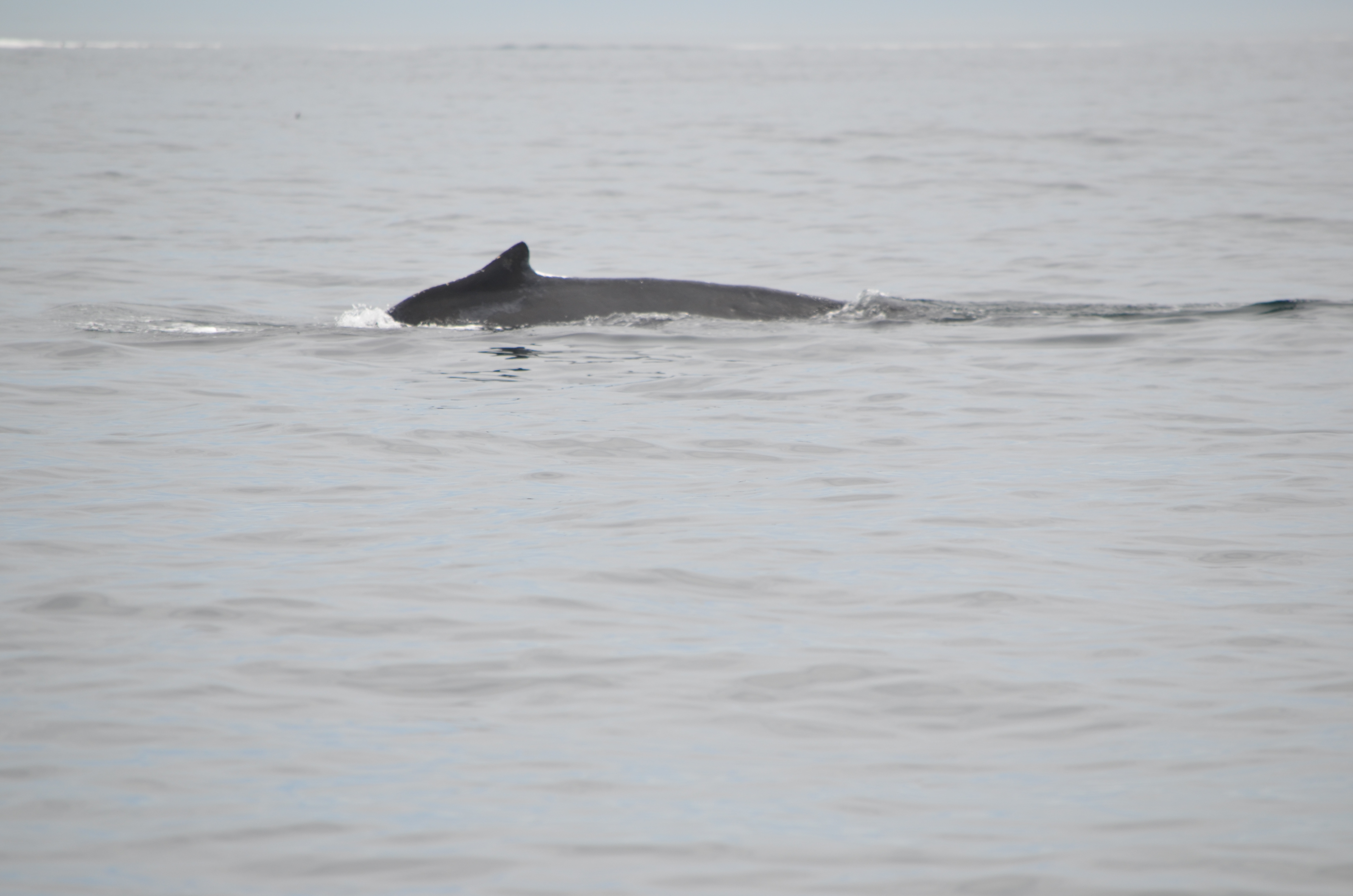 photos/wildlife/Mammal_Species/Humpback Whale/DSC_0137.JPG